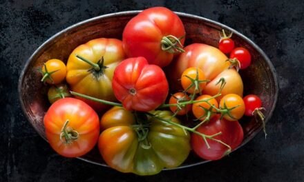 Are tomatoes really 10x less nutritious compared to 50 years ago?