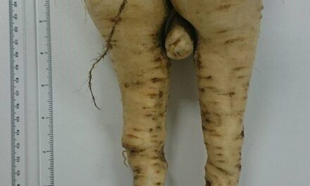 Rude health, what’s in our parsnip?