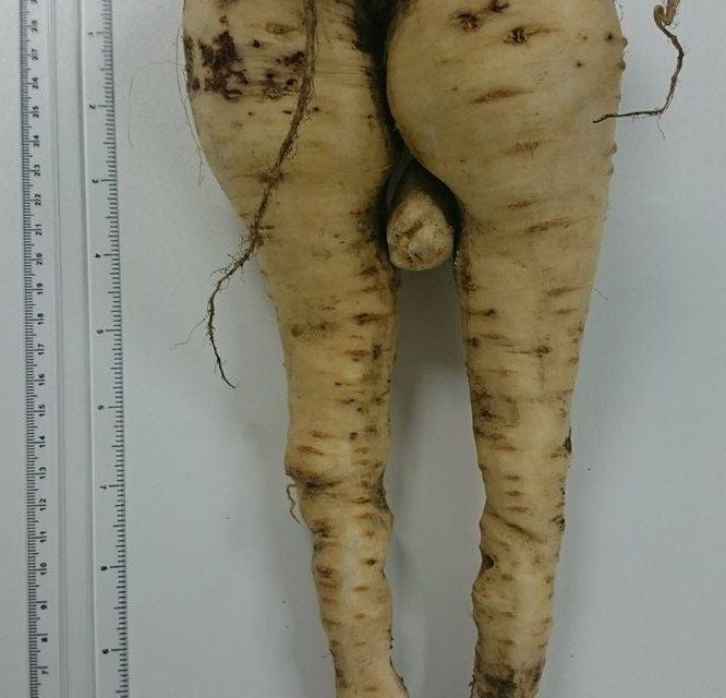 Rude health, what’s in our parsnip?